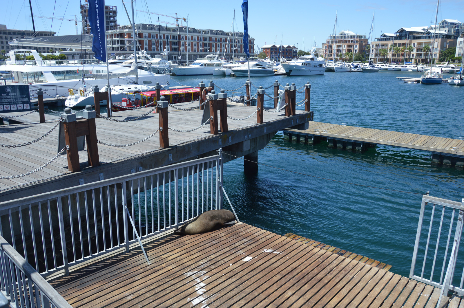 V&amp;A Waterfront A fokaknak van elkulonitett moloja