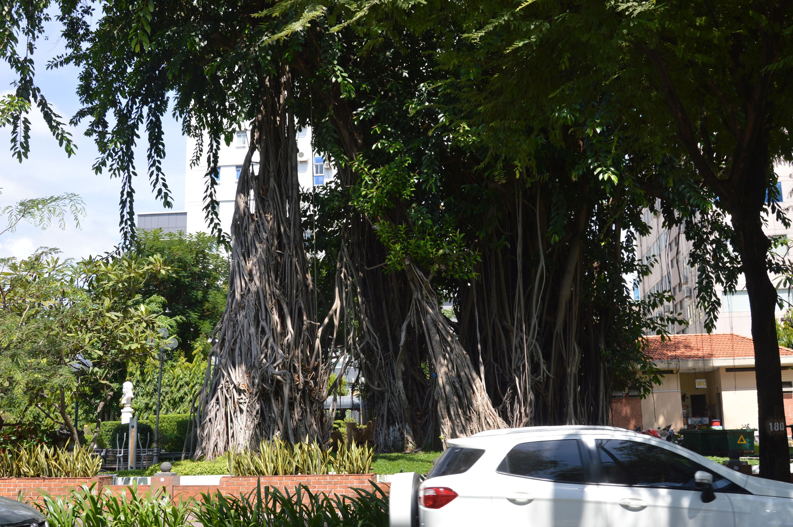 18 Saigon Baromi nagy fa
