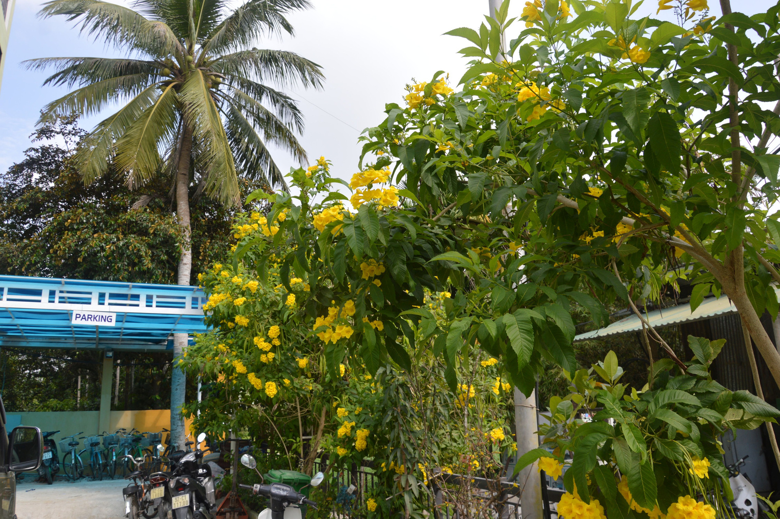 68 Hoi An Virágos bokor a hotel kertjében