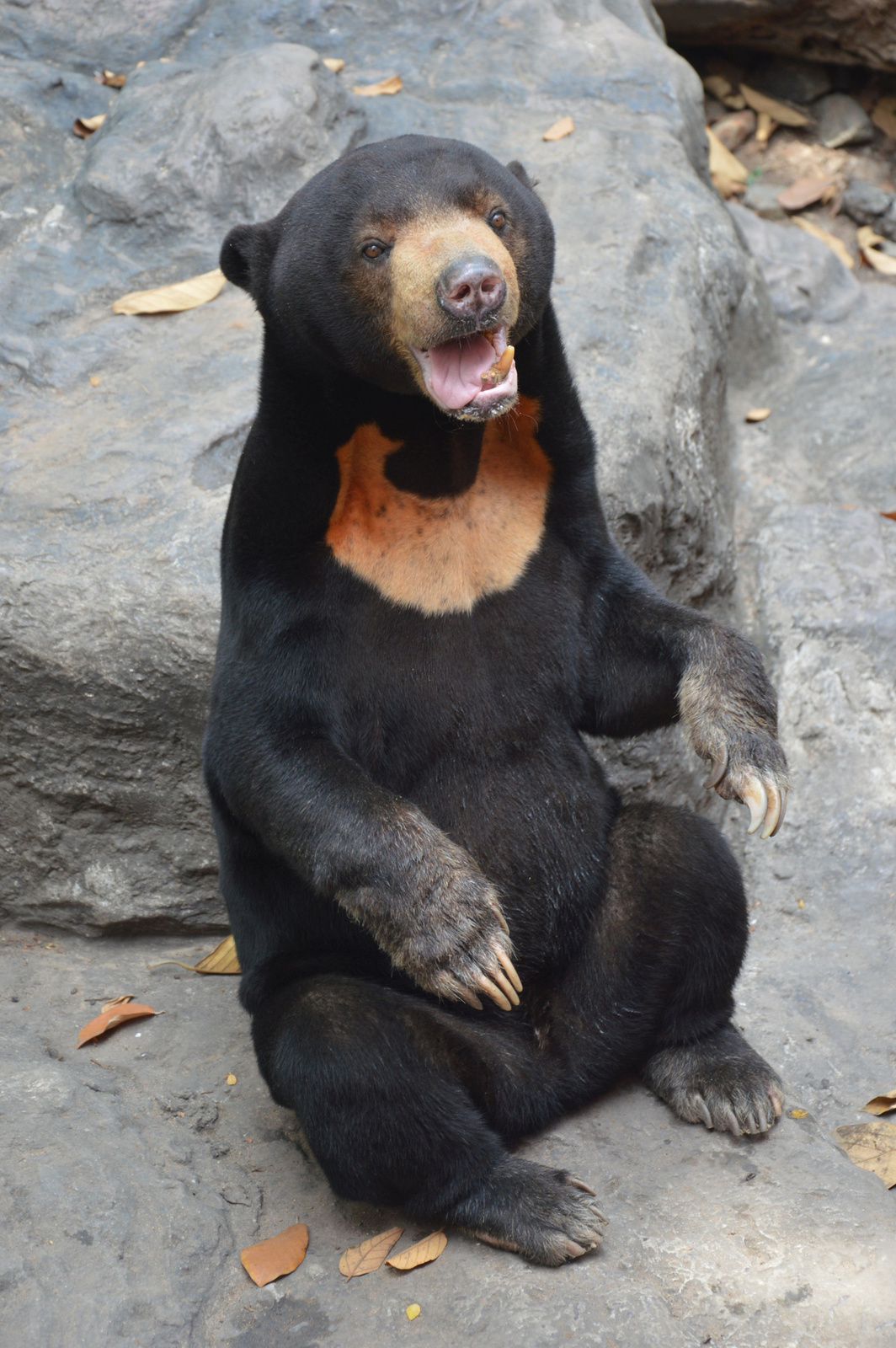 217 Saigon állatkert Ázsiai medvefajtának melege van