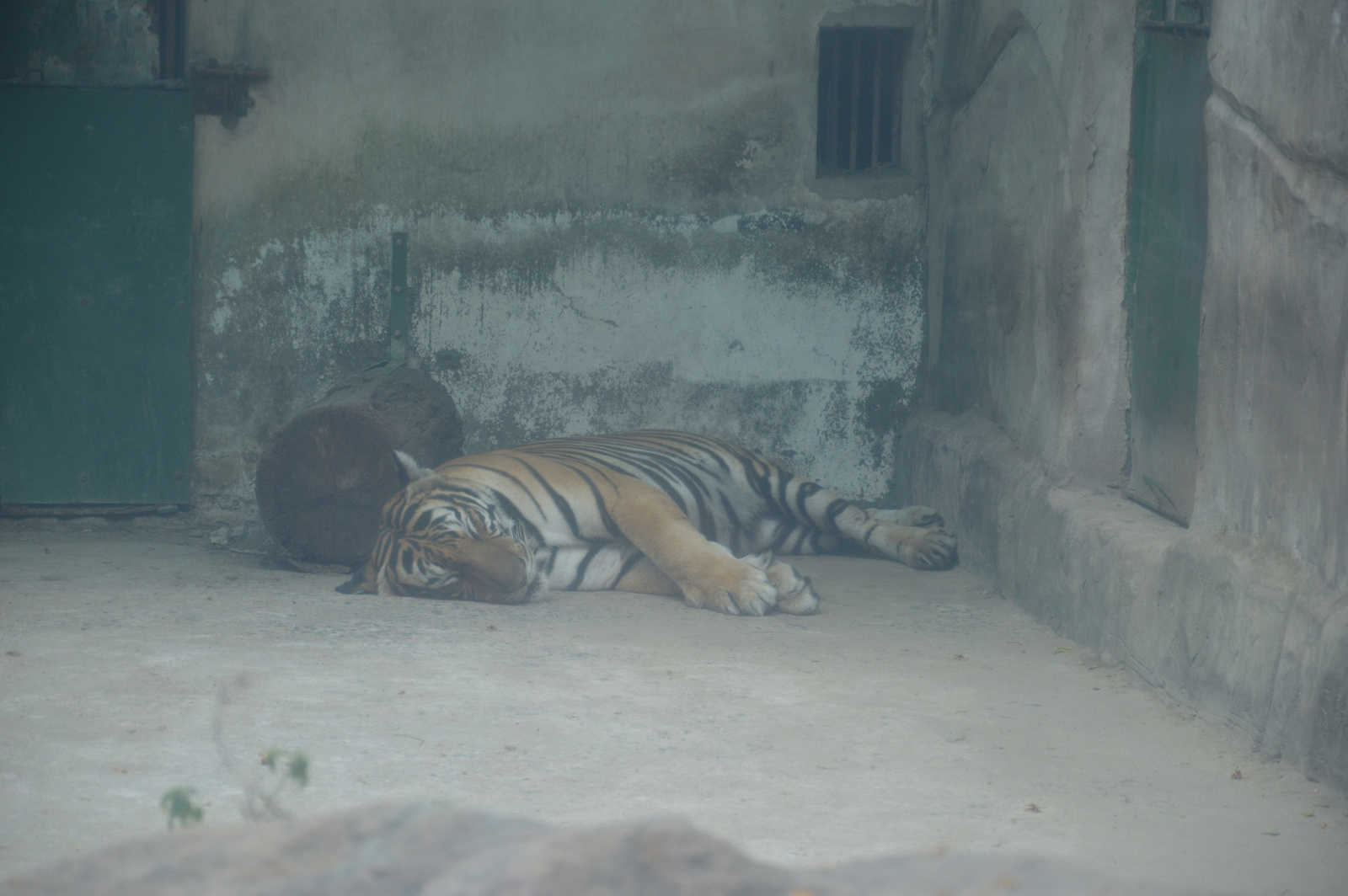 222 Saigon állatkert Pihenő tigris