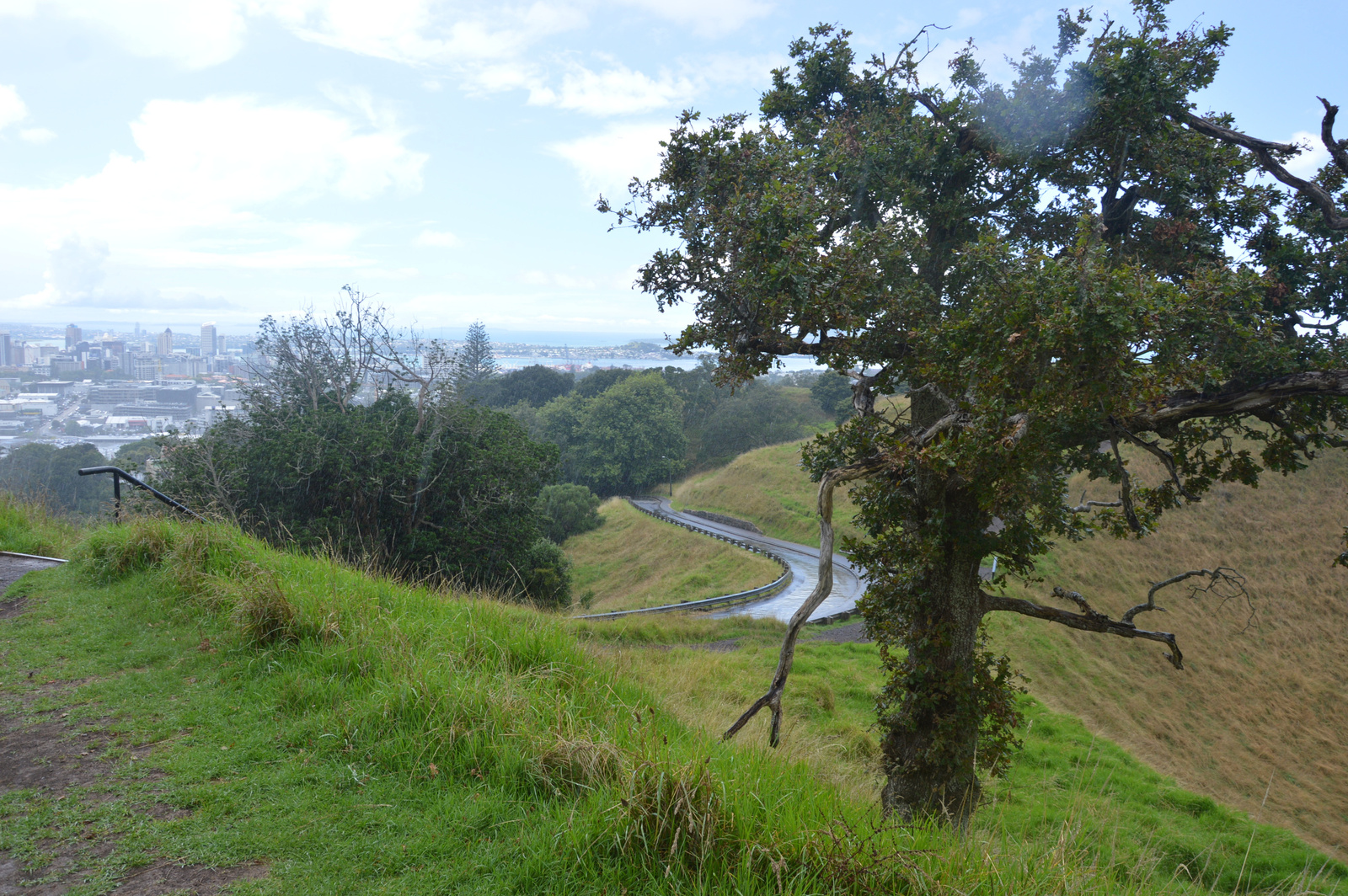 Auckland Mount Eden magányos fa