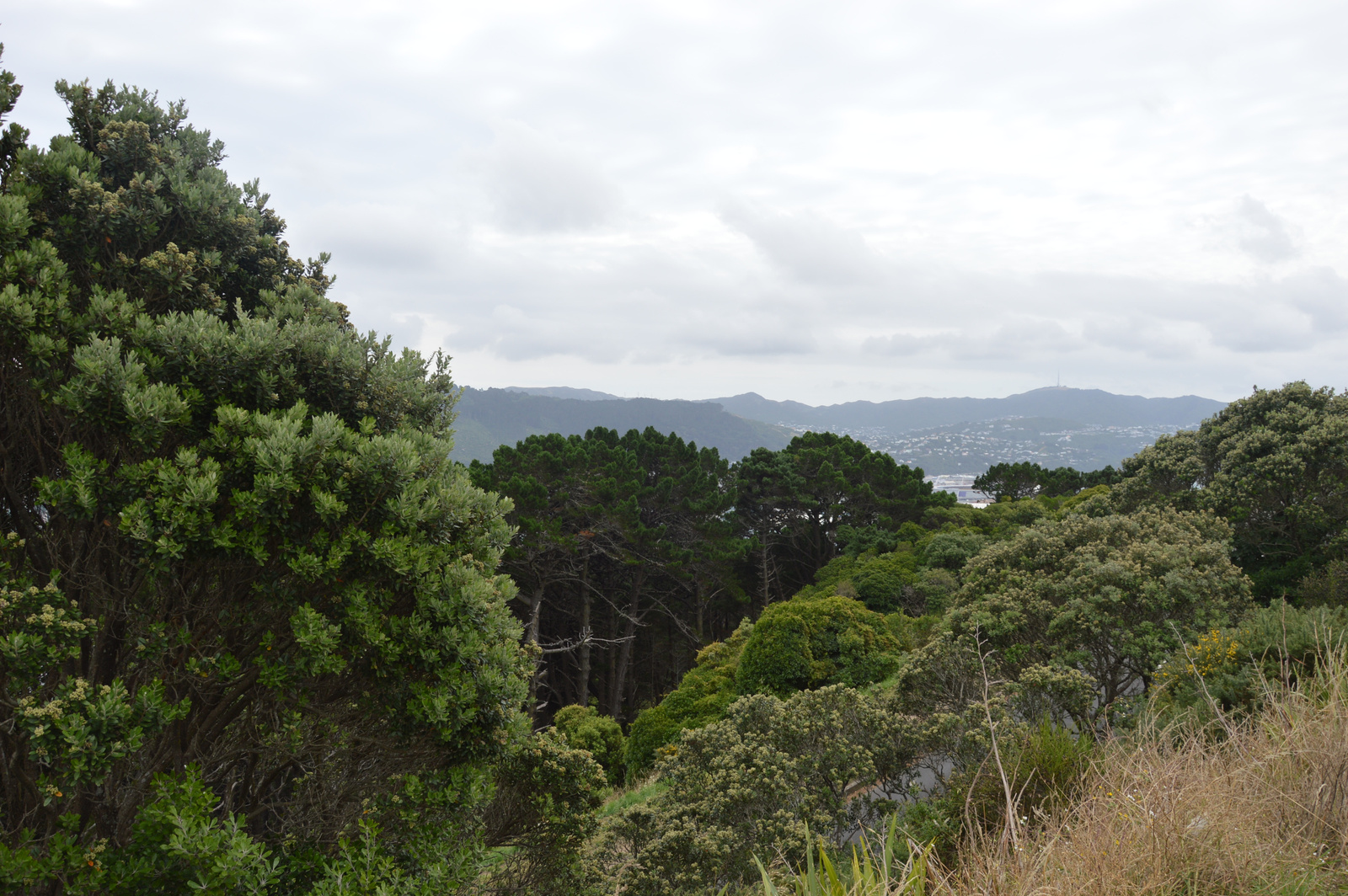Wellington Mt Victoria kilátás 02
