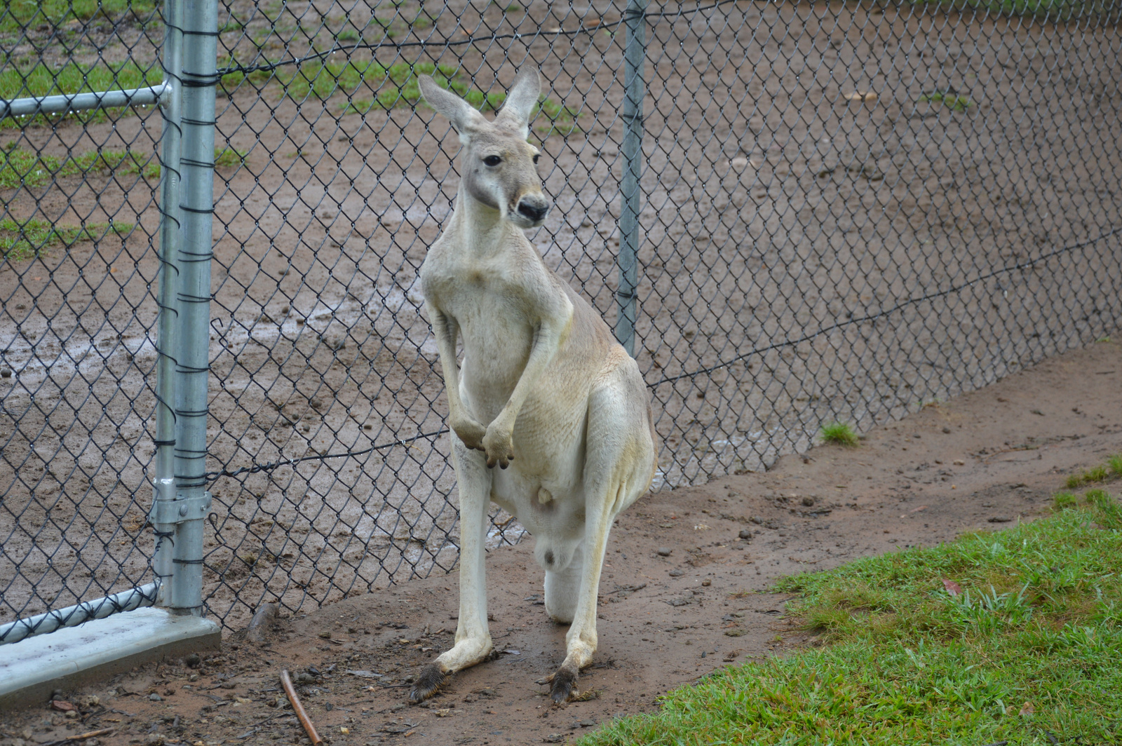 Brisbane Lone Pine Kenguru 02