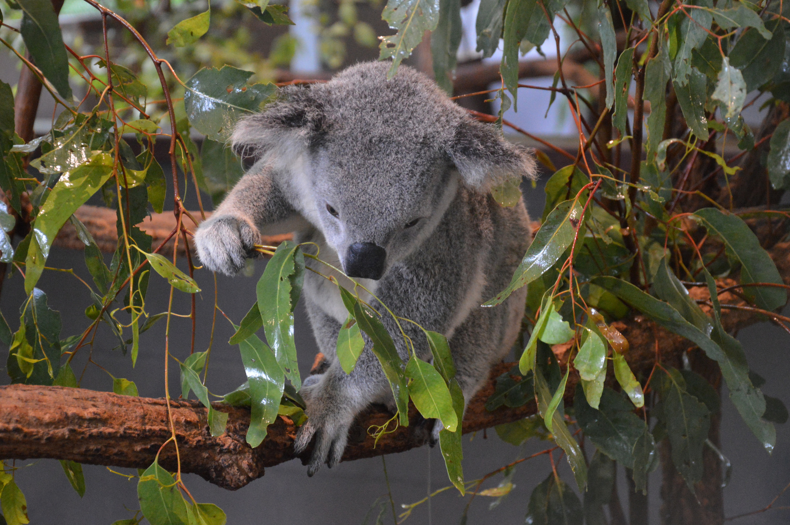 Brisbane Lone Pine Koala 02