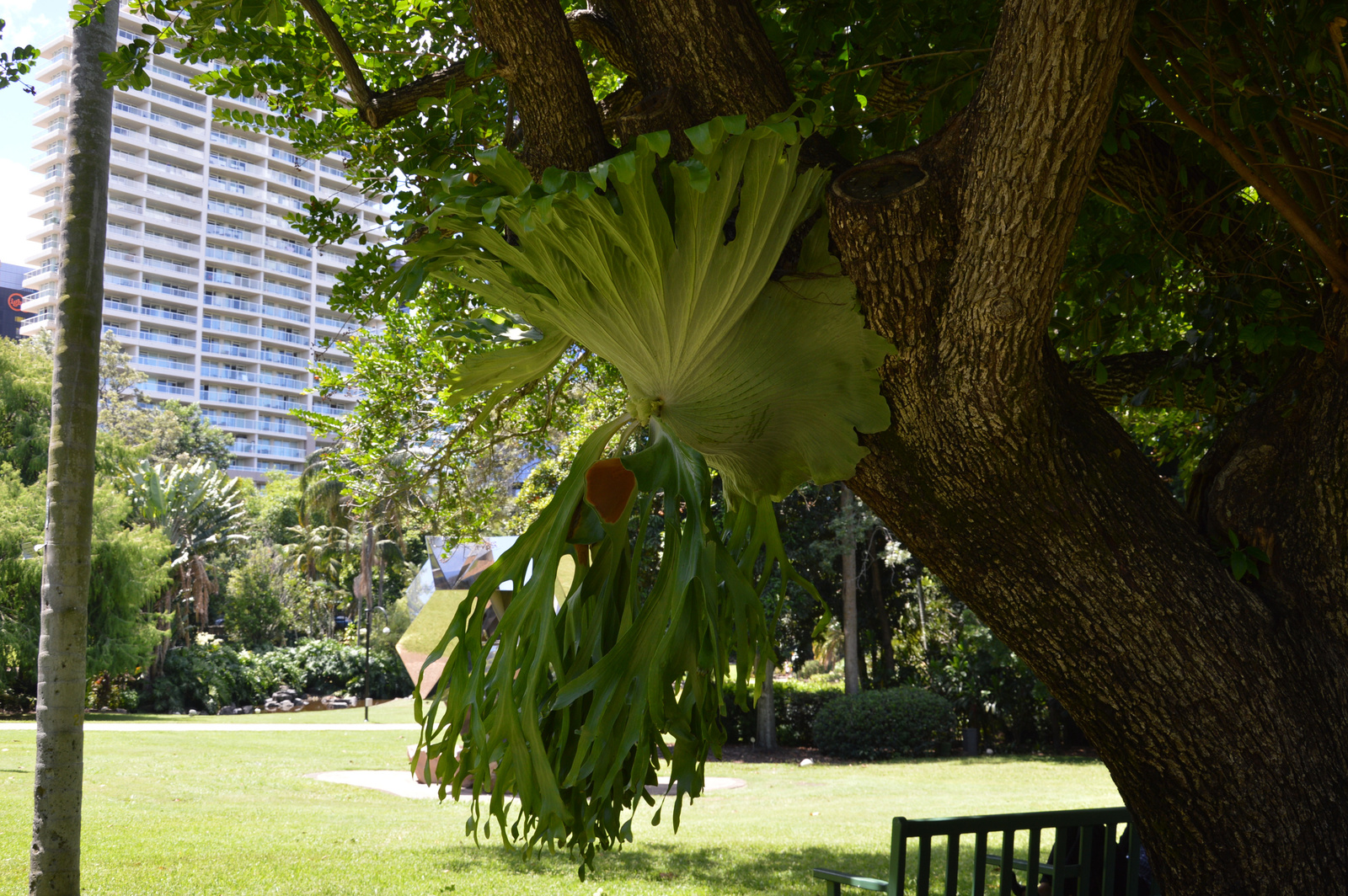 Brisbane Botanikus kert 06