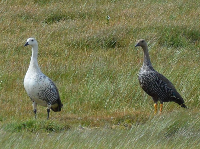 Laguna Nimez Felföldi ludak