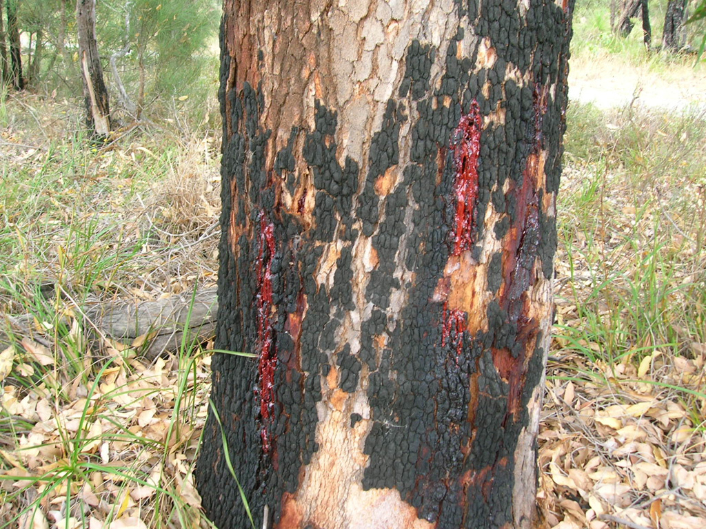 Vérzö fa