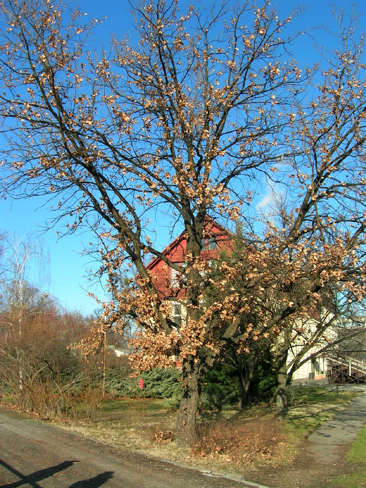 napsütéses december