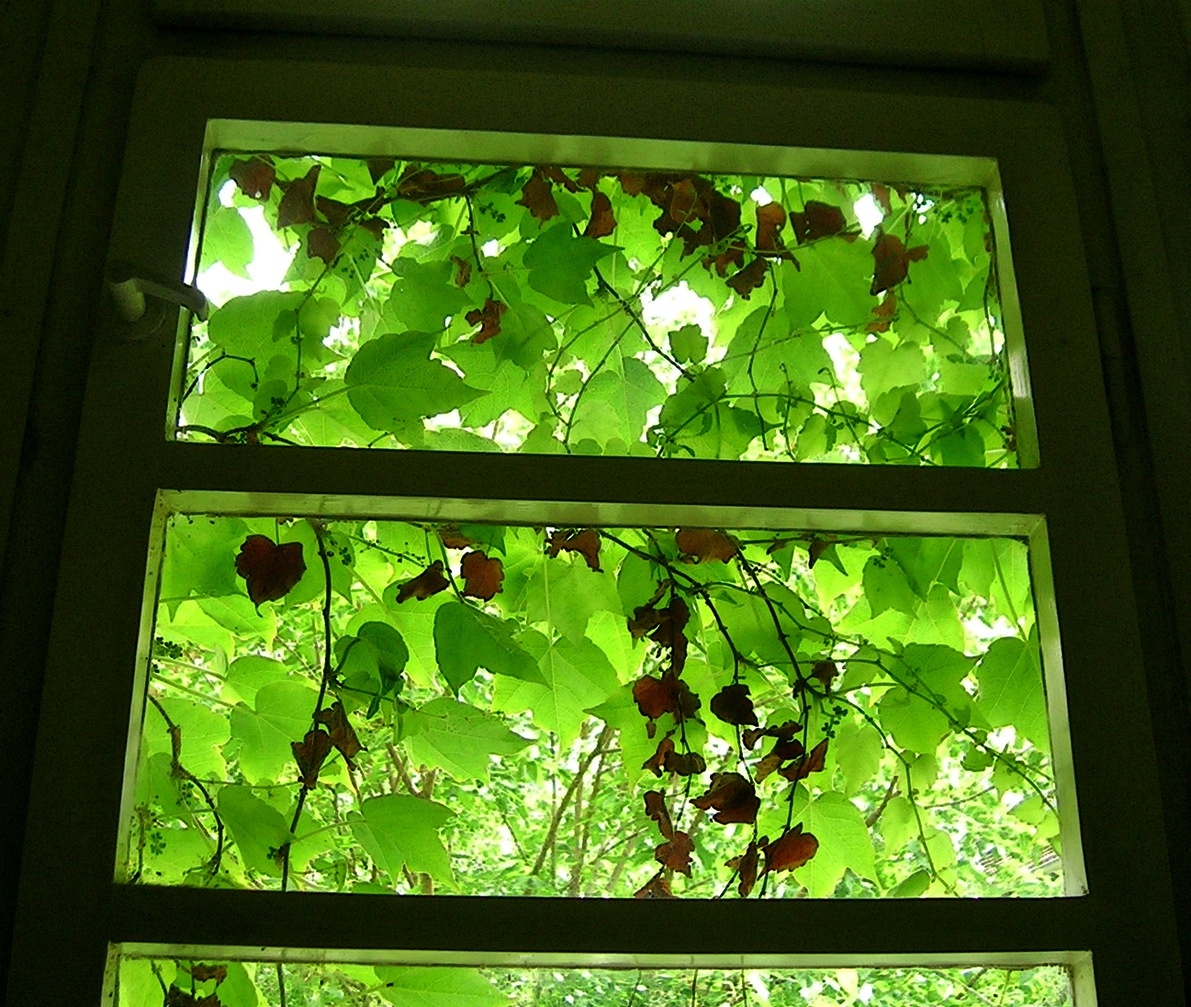 zöld ablak
