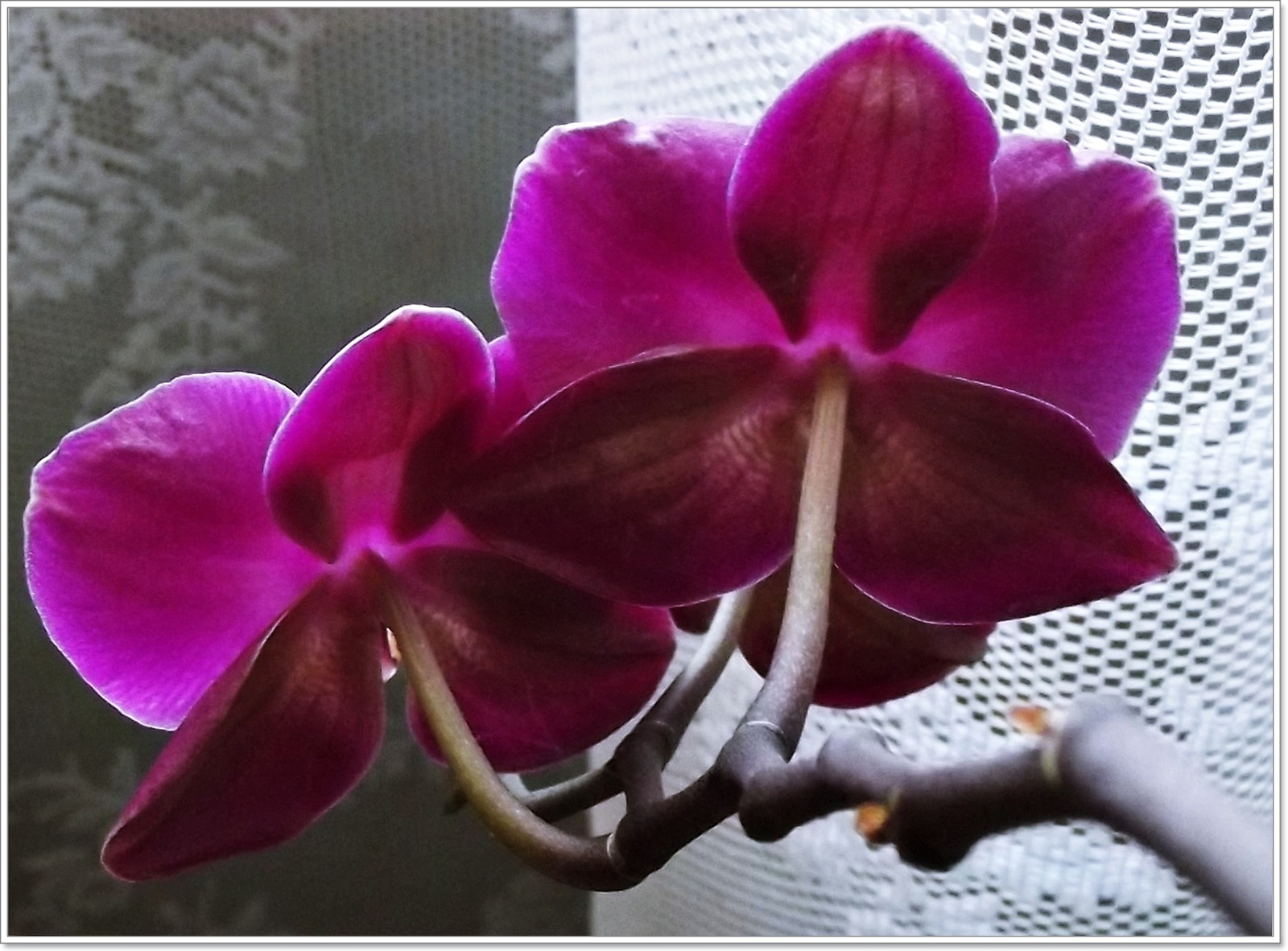 virágzik az orchideám