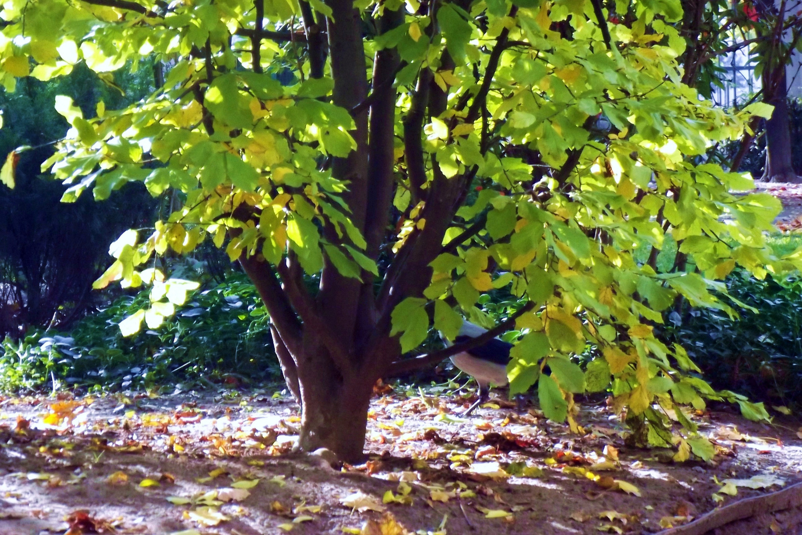 ősz a Károlyi kertben