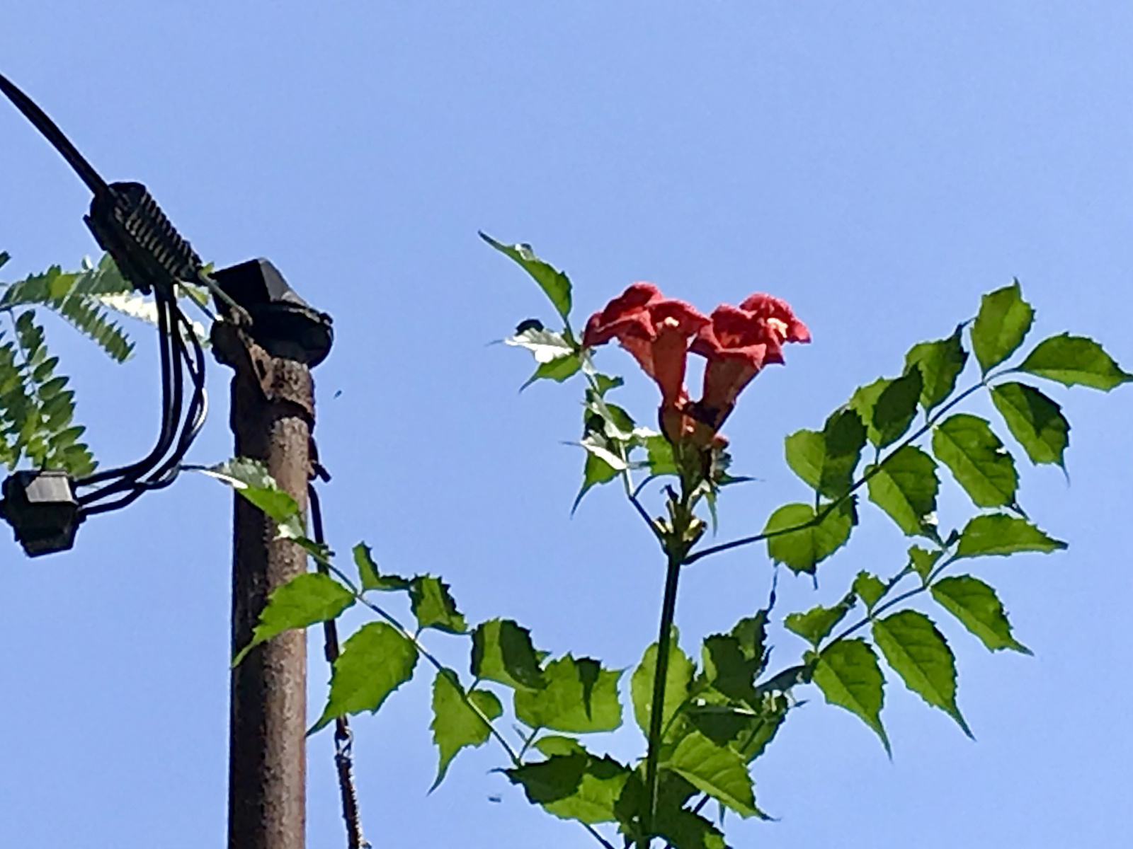 antenna és trombita