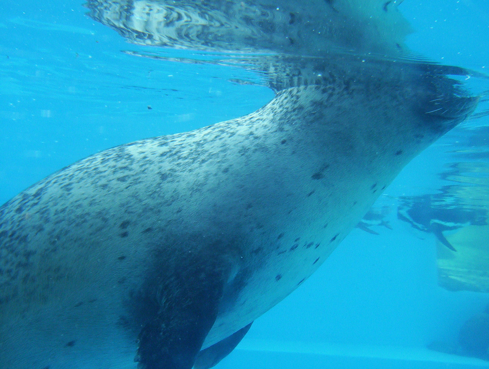 Marineland Delfinárium. 433