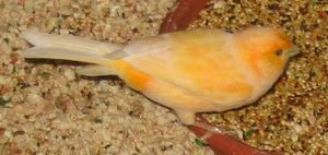 300px-Orange finch 1