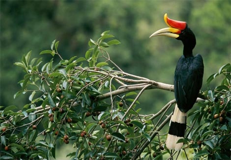 hornbill-perch-521458-ga