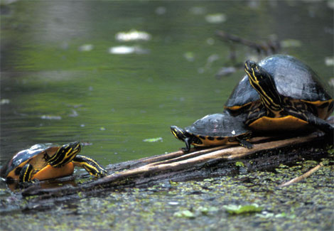 red-bellied-turtles-90710-ga