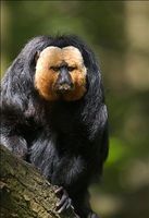 Saki Monkey thumb