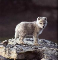 Gray Wolf kid thumb