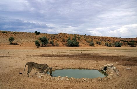 kalahari-lioness-drinking-505069-ga