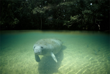 manatee-springs-florida-521177-ga