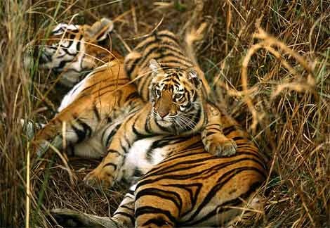 bengal-tigers-two-cubs