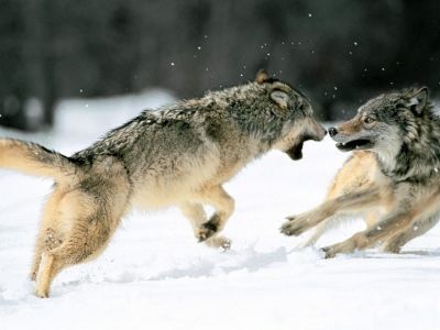 normal Grey Wolves, Northern Alaska