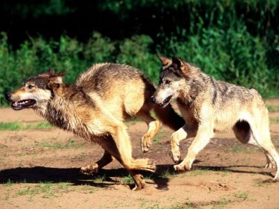 normal Morning Jog, Wolves