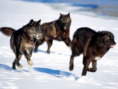 normal Running with the Pack, Wolves