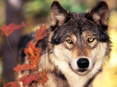 normal Wolf and Autumn Colors