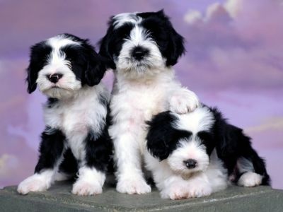 normal Ashlyn Tibetan Terriers