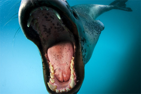 leopard-seal-open-mouth-1045590-ga