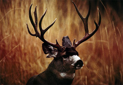 buck-mule-deer-520042-ga