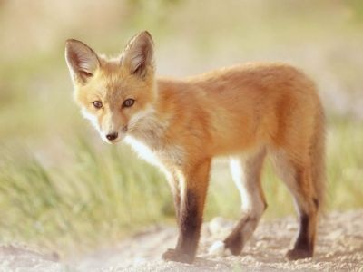 normal Red Fox Kit, Indiana