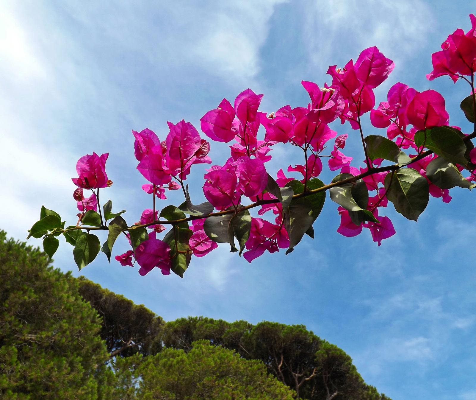 Virág, nyár, kék ég, Spanyolország