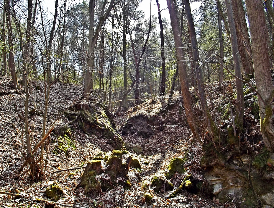 Borókás patak völgyében