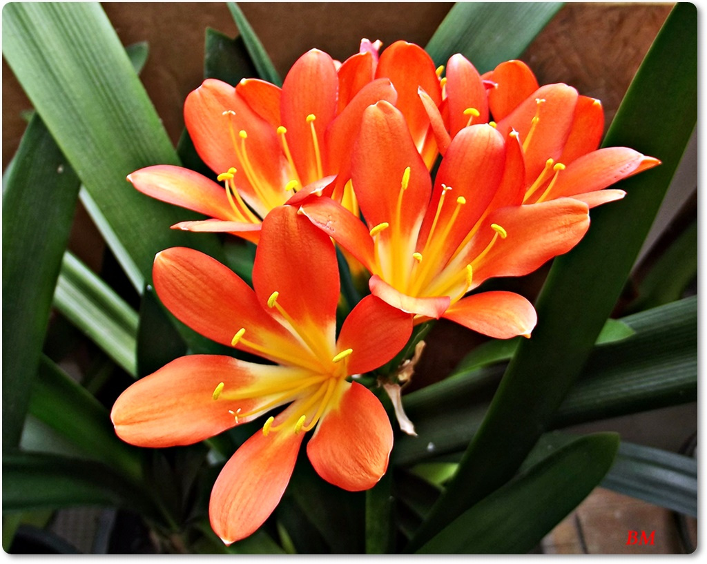 Clivia