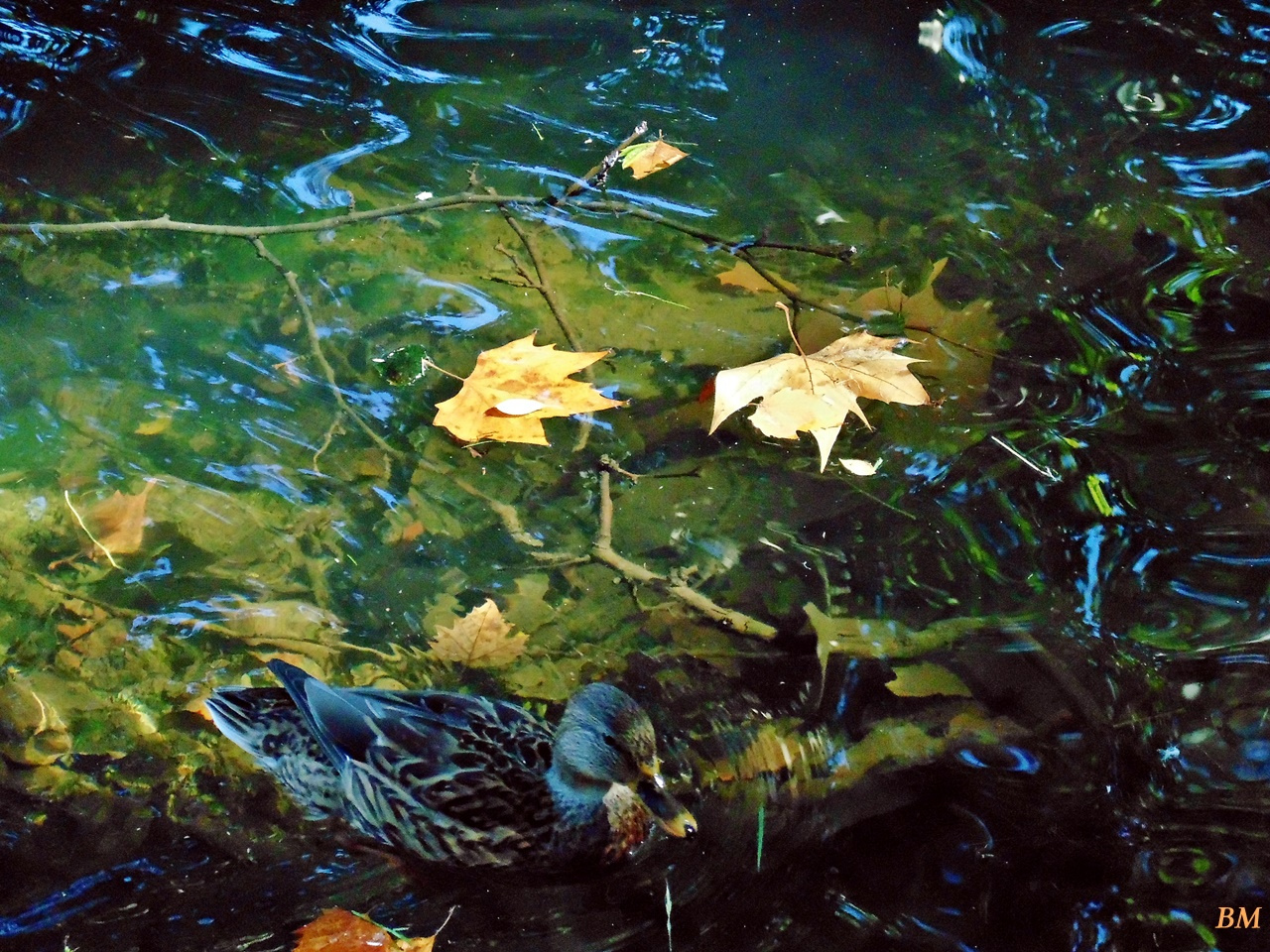 Úszunk az őszben