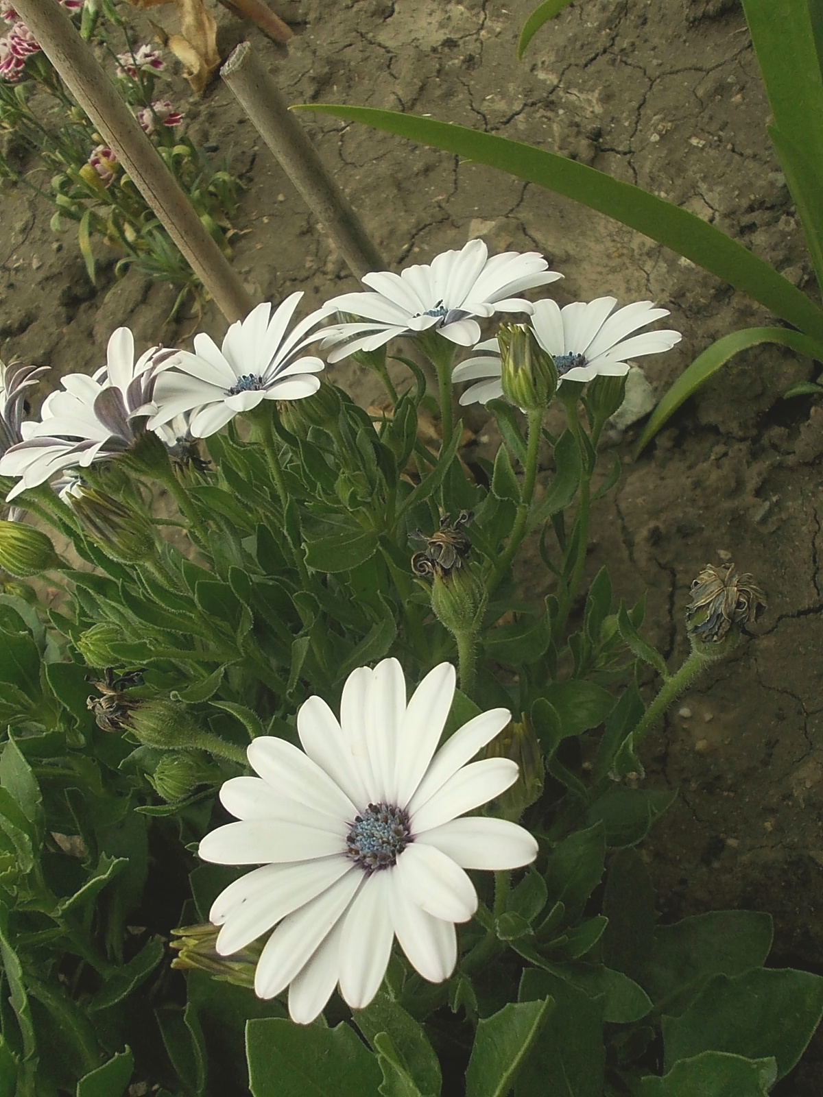 fehér kisvirágok