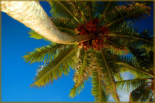 coconut tree XL