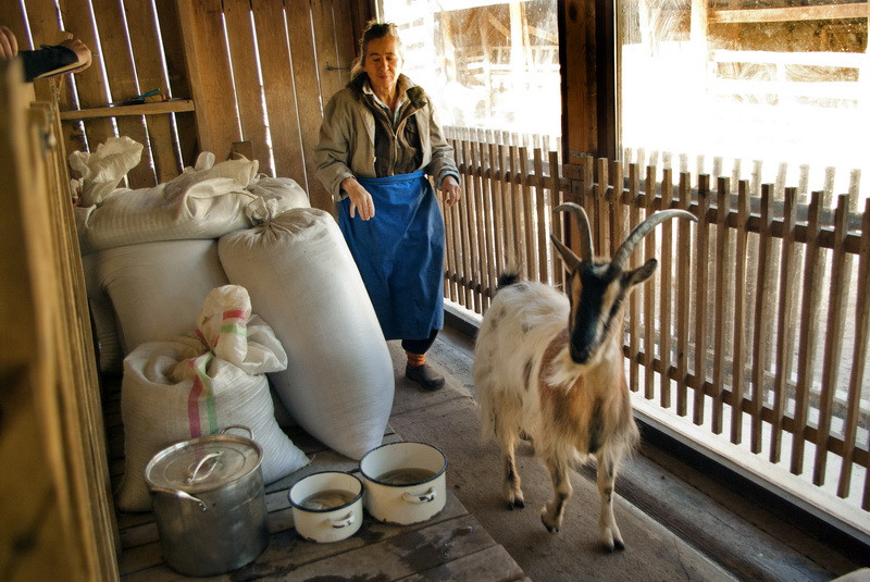 Balla Enikő kecskefarmja