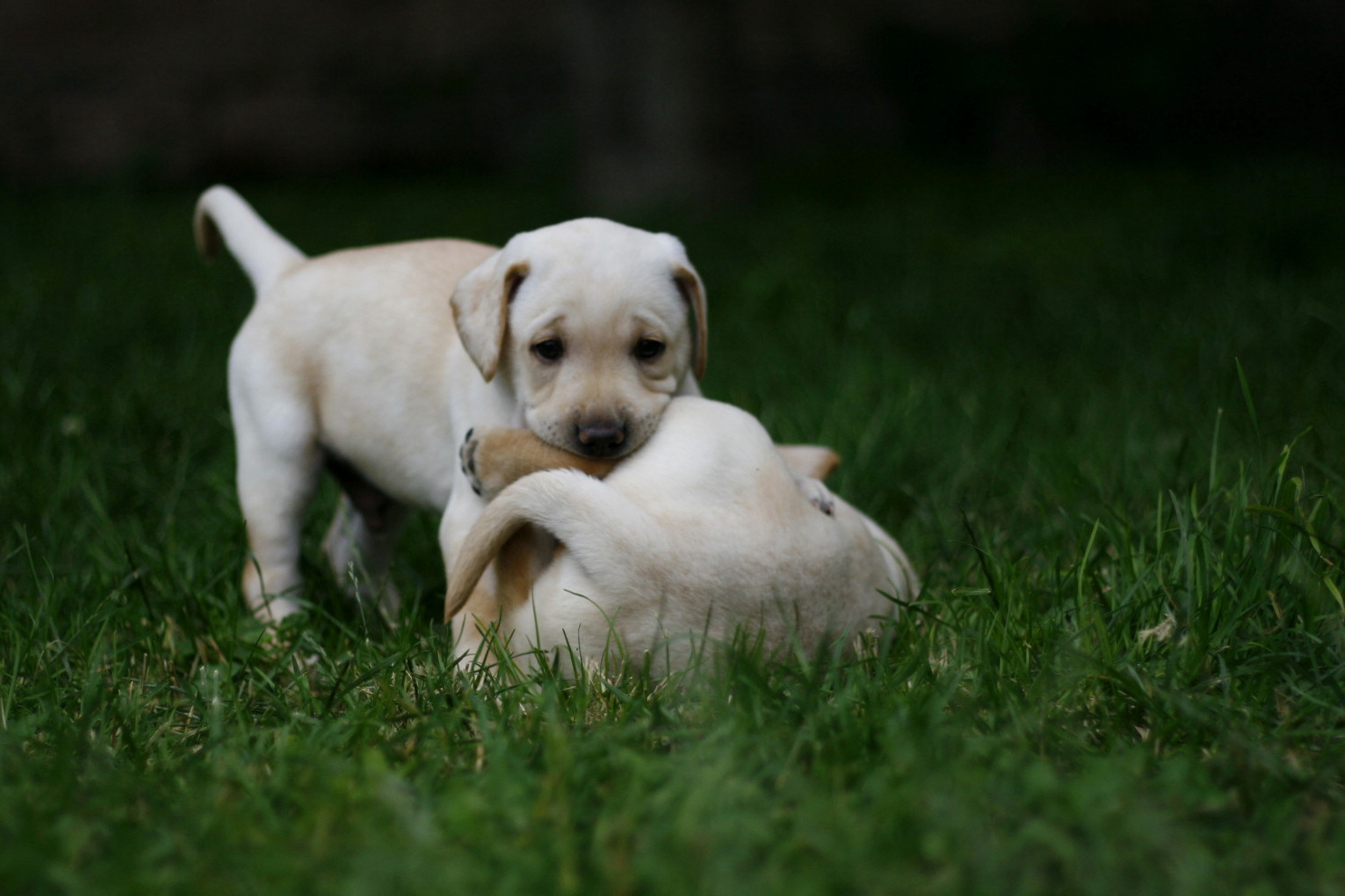 puppy.terápia 042