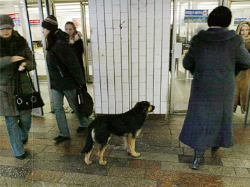 Metró kutyák