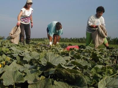 Uborkaszezon (cucumber)