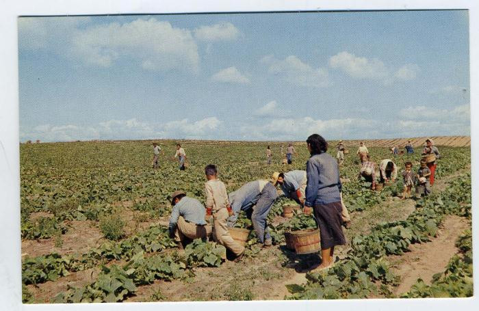 Uborkaszezon (cucumber)