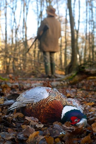 british-wildlife-photography-awards-2011-common-pheasant 40946 6