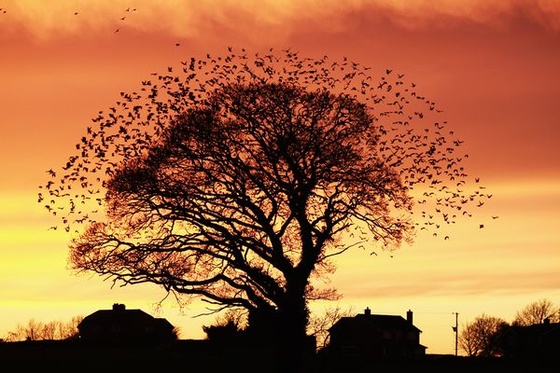 british-wildlife-photography-awards-2011-starlings 40953 600x450