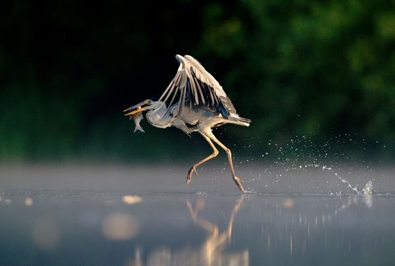 british-wildlife-photography-awards-2011-water-walking-bird 4095