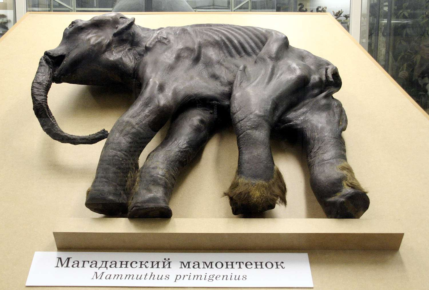 St Petersburg Zoological Museum