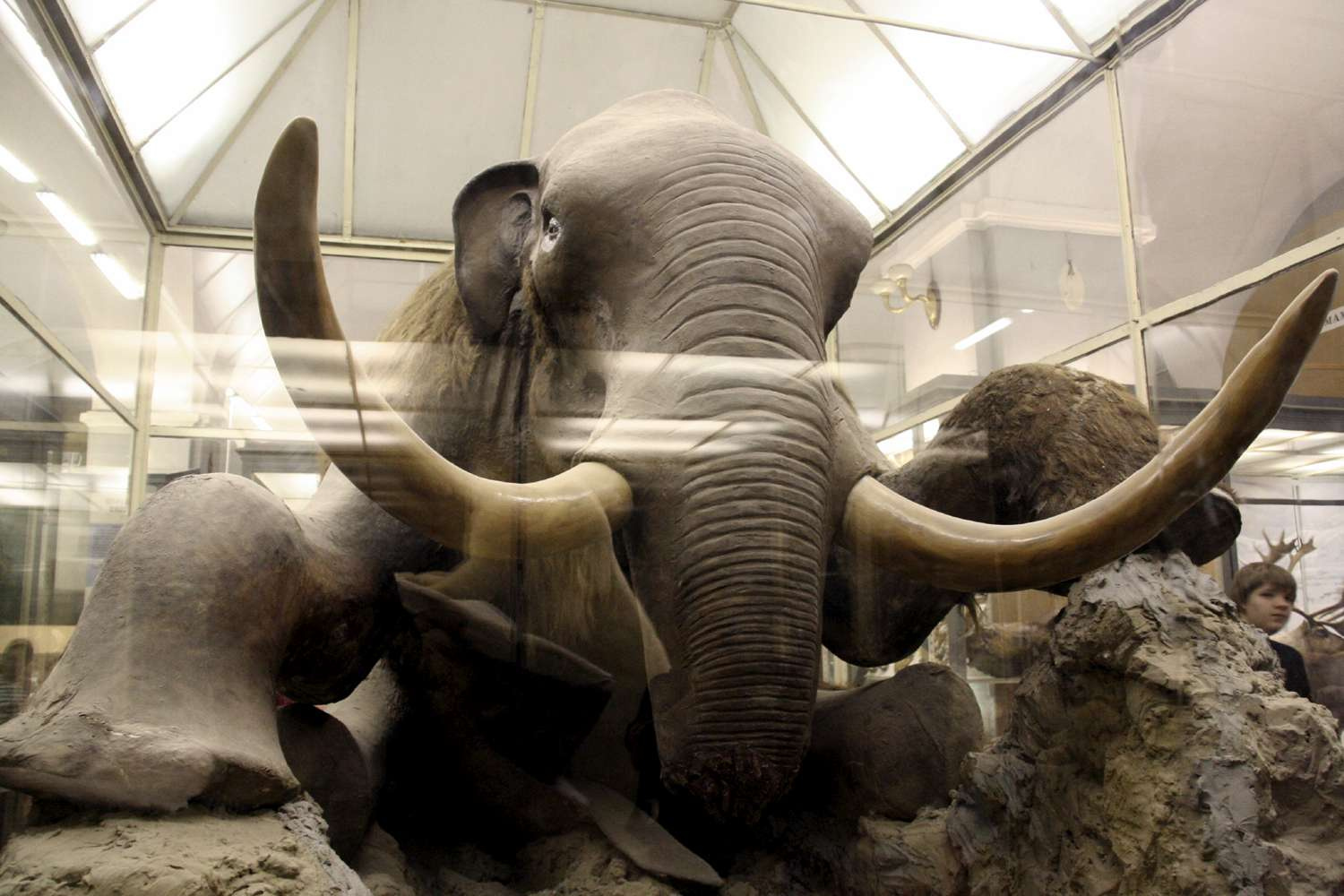 The Berezovka Mammoth 2